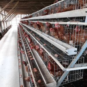 Buy cheap Hot Galvanised Chicken Poultry Cage Layer Poultry Farming Equipment from wholesalers