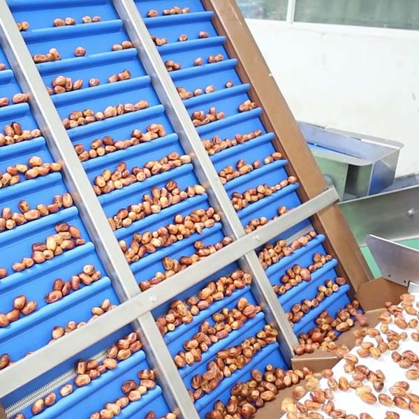 Optimal Hardness and Softness Sorting 1.4 Tons Output 6-Lane Palm Dates Sorting