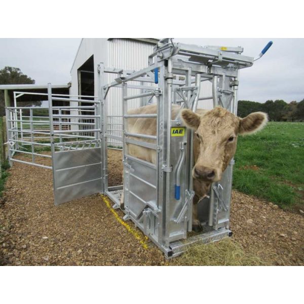 Hot Dipped Galvanized Cattle Head Bale 40x80mm Oval Rail Heavy Duty Cattle Crush