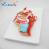 Buy cheap Artificial Human Anatomical Model Vertical Teaching Head Model VIC-324 from wholesalers