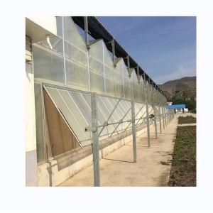 Quality Vegetable Fruits Flowers Multi Span Agricultural Greenhouses With Hydroponic for sale Buy cheap Vegetable Fruits Flowers Multi Span Agricultural Greenhouses With Hydroponic product