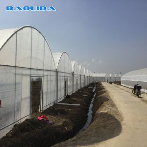 Buy cheap Prefabricated Tomatoes Tunnel Plastic Greenhouse / Film Multi Span Greenhouse from wholesalers