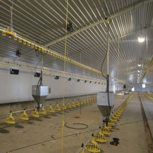 Buy cheap H Beam Steel Structure Poultry House with Bolts Connection from wholesalers