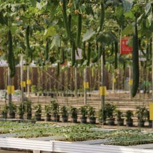 Buy cheap Hollow Roof Hydroponic Greenhouse for Flower Cultivation Shipping Cost and Samples from wholesalers