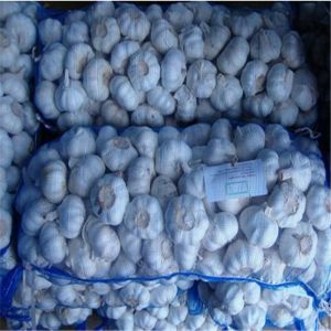 Buy cheap GARLIC WITH 10KG MESHBAG PACKAGE from wholesalers