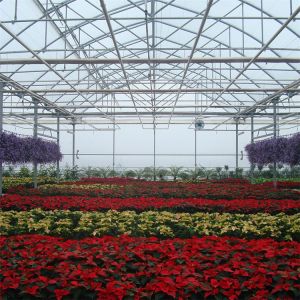 Buy cheap High Tunnel Gutters Air Circulation Multi Span Greenhouse for Flowers Growing from wholesalers