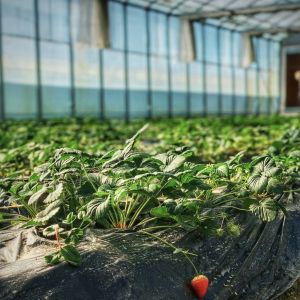 Hydroponic Flower System in Steel Structure Float Glass Greenhouse with