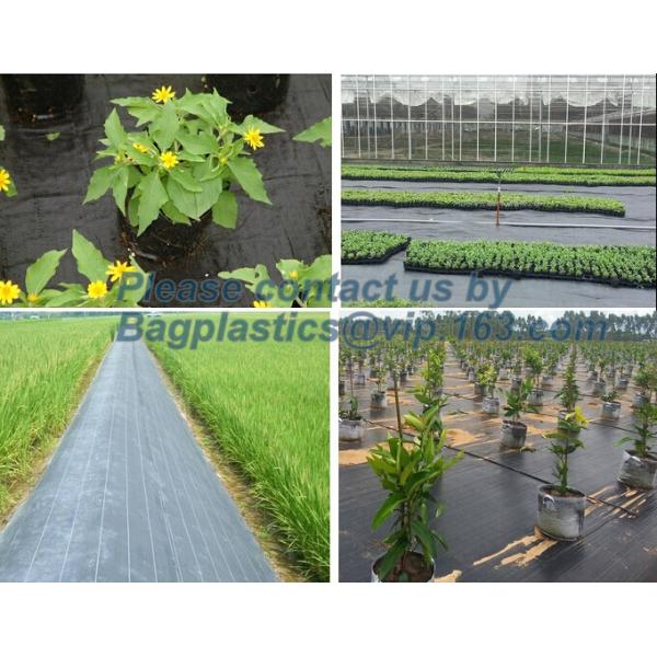 Water management weeb control pavement preservation courtyard beautify anti