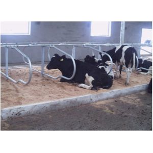 Buy cheap Dairy Farm Double Row Type Cow Free Stall With 1.20m Cattle Spacing from wholesalers
