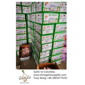 Buy cheap 2019 China garlic to Columbia. new crop with good price. from wholesalers