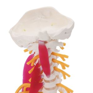 Buy cheap Students Study Anatomical Skeleton Model Cervical Spine Bone ODM from wholesalers