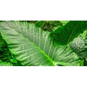 Buy cheap High Simulation Natural Elephant's Ear Plant With Beautiful Pots from wholesalers