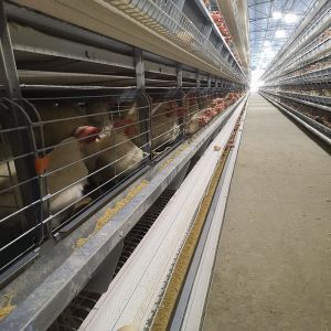 H Shaped Small Stacked Layer Chicken Cage 6 Layers Customized