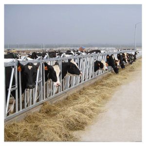 Buy cheap Customized Self Closing Cattle Head Lock Gates Large Fixed from wholesalers