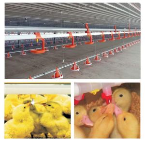 Animal&Poultry Husbandry Equipment Chicken Waters Automatic Poultry Nipple