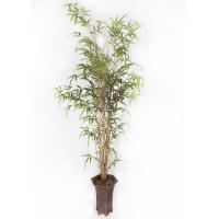 Buy cheap Bamboo Realistic Fake Plants Real Trunk For Home Design Color Change Leaves product