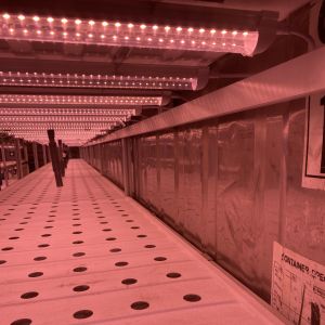 Hydroponic Smart Farming Container Greenhouse for Agriculture 40ft Container