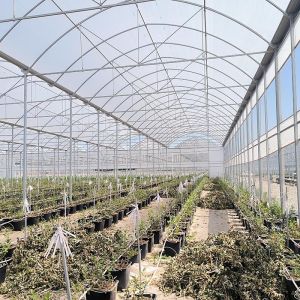 Plastic Poly Tunnel Agricultural Multi-span Blueberry Customized Greenhouse