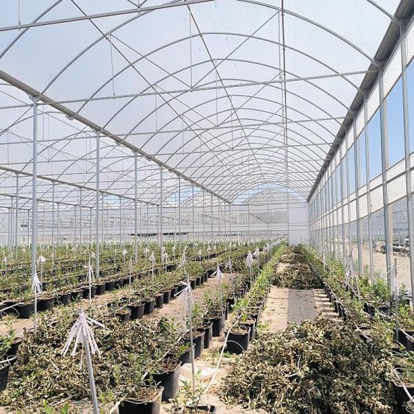 Plastic Poly Tunnel Agricultural Multi-span Blueberry Customized Greenhouse