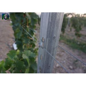 Buy cheap Galvanised 50x40MM Vineyard Trellis Posts For Big Wine Garden from wholesalers