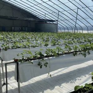 Buy cheap Flower Planting Drip Irrigation System Sunlight Greenhouse with Customized Request from wholesalers
