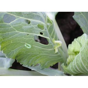 Buy cheap Effective Biological Insecticides No Residue infect cabbage worm eggs from wholesalers
