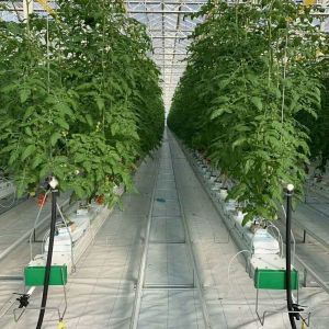 Buy cheap Experiment teaching tomato growing in glass greenhouse from wholesalers
