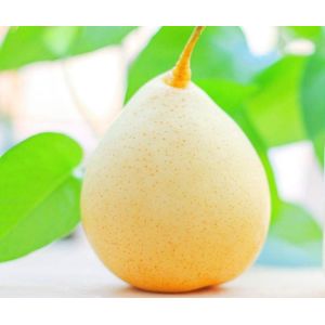 Clarified aseptic Pear Juice Concentrate, 70 +/- 1 brix, packed in aseptic bag /