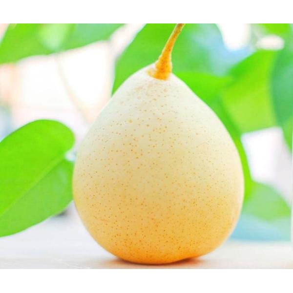 Clarified aseptic Pear Juice Concentrate, 70 +/- 1 brix, packed in aseptic bag /