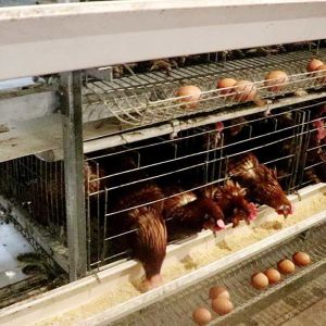 Buy cheap Powerful A Type Layer Chicken Cage For Large Scale Farm Egg Selling Easy To Clean from wholesalers