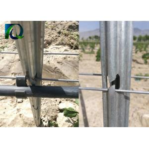 2.4m 120g/M2 Hot Galvanized Steel Grape Stakes