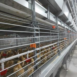 Buy cheap Automatic Layer And Broiler 3 Tiers 4 Tiers Poultry Cages For Layer Chickens  50000 Birds from wholesalers
