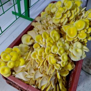 Buy cheap High Production Efficiency Mushroom Cultivation Container from wholesalers