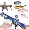 Buy cheap Computer Control Fish Grading Machine Fish Sizing Machine For Tilapia Basa Catfish Sorting from wholesalers