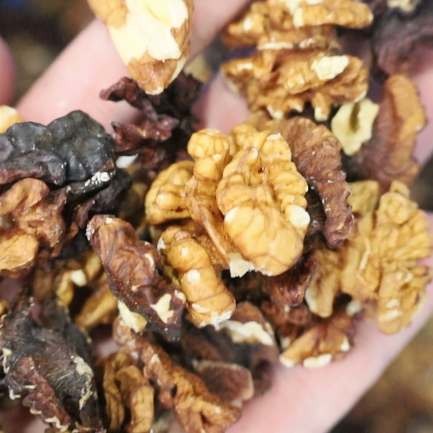 Quick walnut kernel sorting machine with shadowless lamp and centroid algorithm,