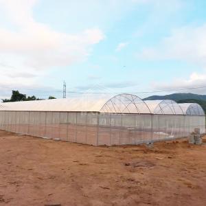 Buy cheap Continuous Structure Multiple Bays Connected Multi Span High Tunnel Greenhouse from wholesalers