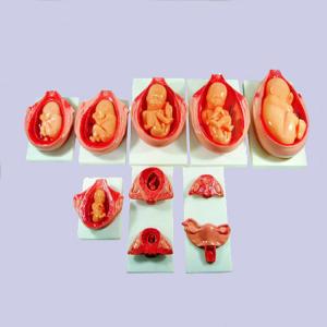 Buy cheap 11kgs 33cm Fetal Development Models For Medical Education from wholesalers