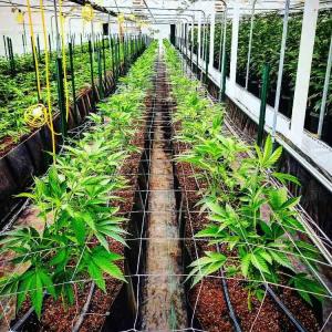 Soilless Growing System PP Growing Trough Colletcing Trough Black Growing