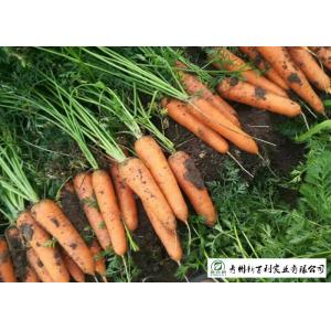 Buy cheap Multipurpose Orange Carrot Contain Hypoglycemic Substances Easy Store from wholesalers