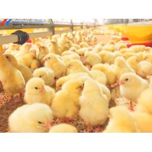 Buy cheap Customized Broiler Chicken Feeding Equipment With Automatic Drinking / Feeding product