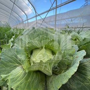 Buy cheap 6x15m Multipurpose Tunnel Greenhouse With Superior Light Transmission from wholesalers