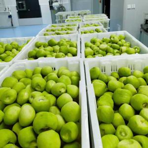 Buy cheap Kiwi Fruit Frozen Fruit Frozen Kiwi Ball Quality Natural from wholesalers