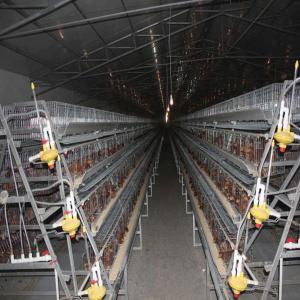Buy cheap A Frame Chicken Egg Layer Cages Full Automatic System from wholesalers
