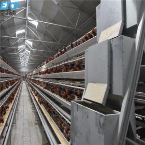 Customized Multi Layer Poultry Cage Automatic Egg Collection Cages