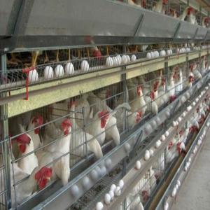 Buy cheap Modular Steel Structure Poultry House with Automated Ventilation from wholesalers
