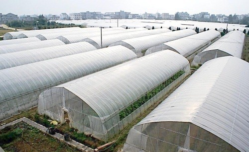 Quality Tunnel Polyethylene Film Greenhouse / Plastic Shed Simple Galvanized Steel Frame for sale