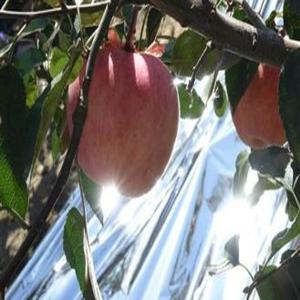 Buy cheap Fruit Tree Silver Polyester Film , Agricultural Aluminized VMCPP Mulch Film product