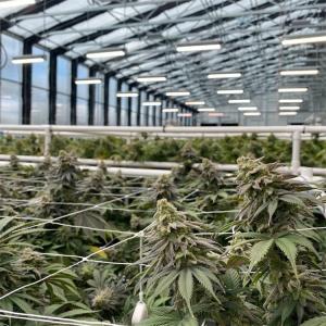 Buy cheap Breathable Curtain Auto Light Deprivation Greenhouse With Movable Seeding Bed from wholesalers