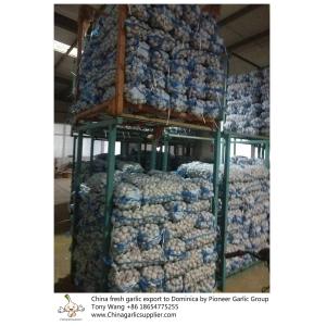 Buy cheap Garlic to Dominica with mesh bag package. from wholesalers