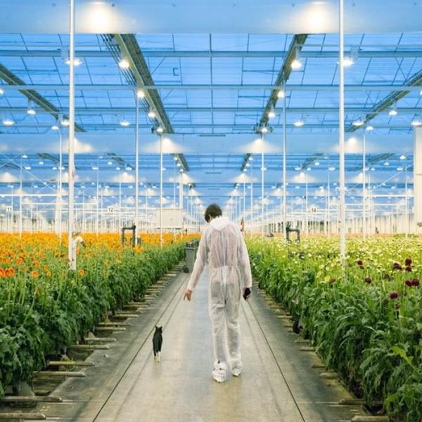 Quality Adjustable Light Sustainable Steel Film Greenhouse Solar System for sale